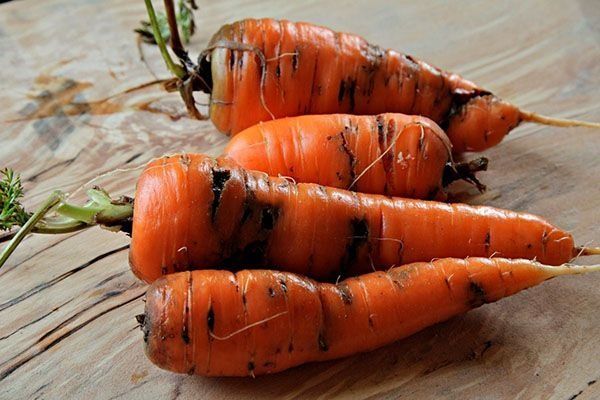 Как избавиться от морковной мухи раз и навсегда