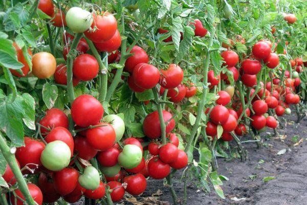 Супер подкормка для богатого урожая сладкого болгарского перца и томатов