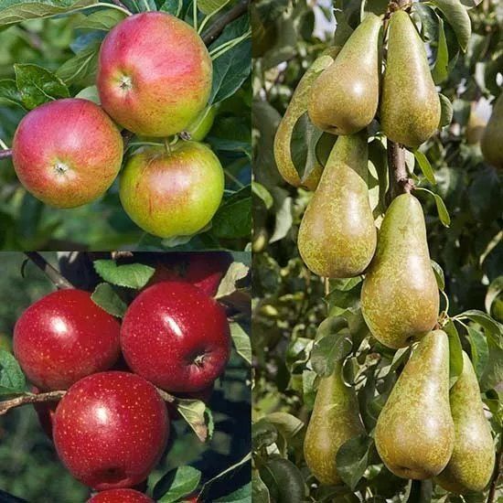 Эти растения опасны в саду: угнетают яблони и груши и распространяют инфекции, лишают урожая. Как спасти урожай