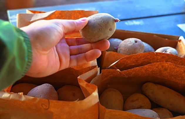 Натуральное и лучшее средство для защиты картофеля при посадки от всех вредителей. Нужна всего 1 горсть