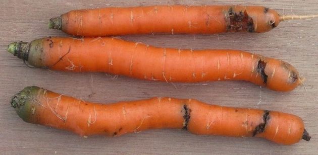Раньше морковной мухи было очень много, а теперь совсем нет. Метод, который помог от нее избавиться раз и навсегда