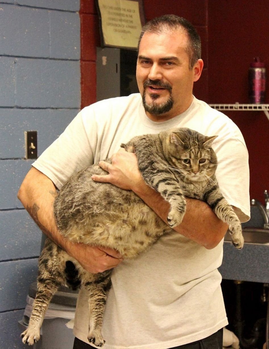 Толстого кота в мире. Химми кот толстый. Кот химми из Австралии. Самый толстый кот в мире. Самый жирный кот.