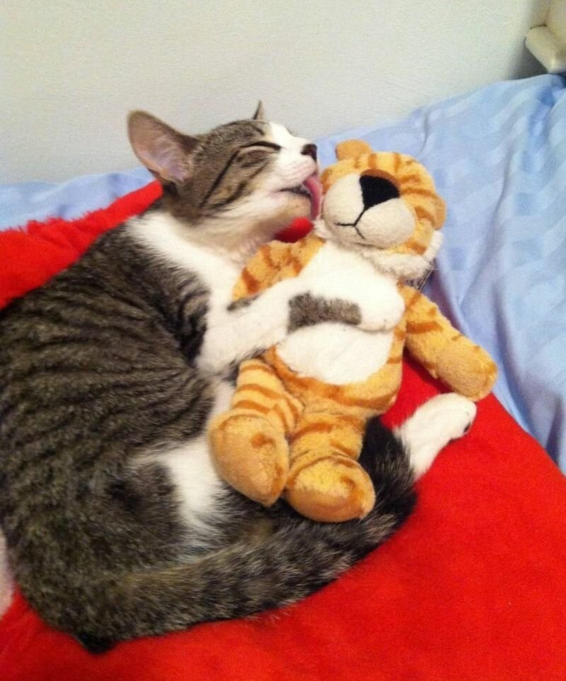 Любимая игрушка кошки. Спящие котята. Объятия животных. Кот обнимает игрушку.