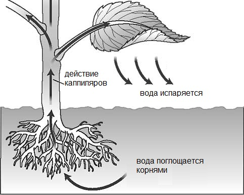 Источник фото: http://biofile.ru/bio/17458.html