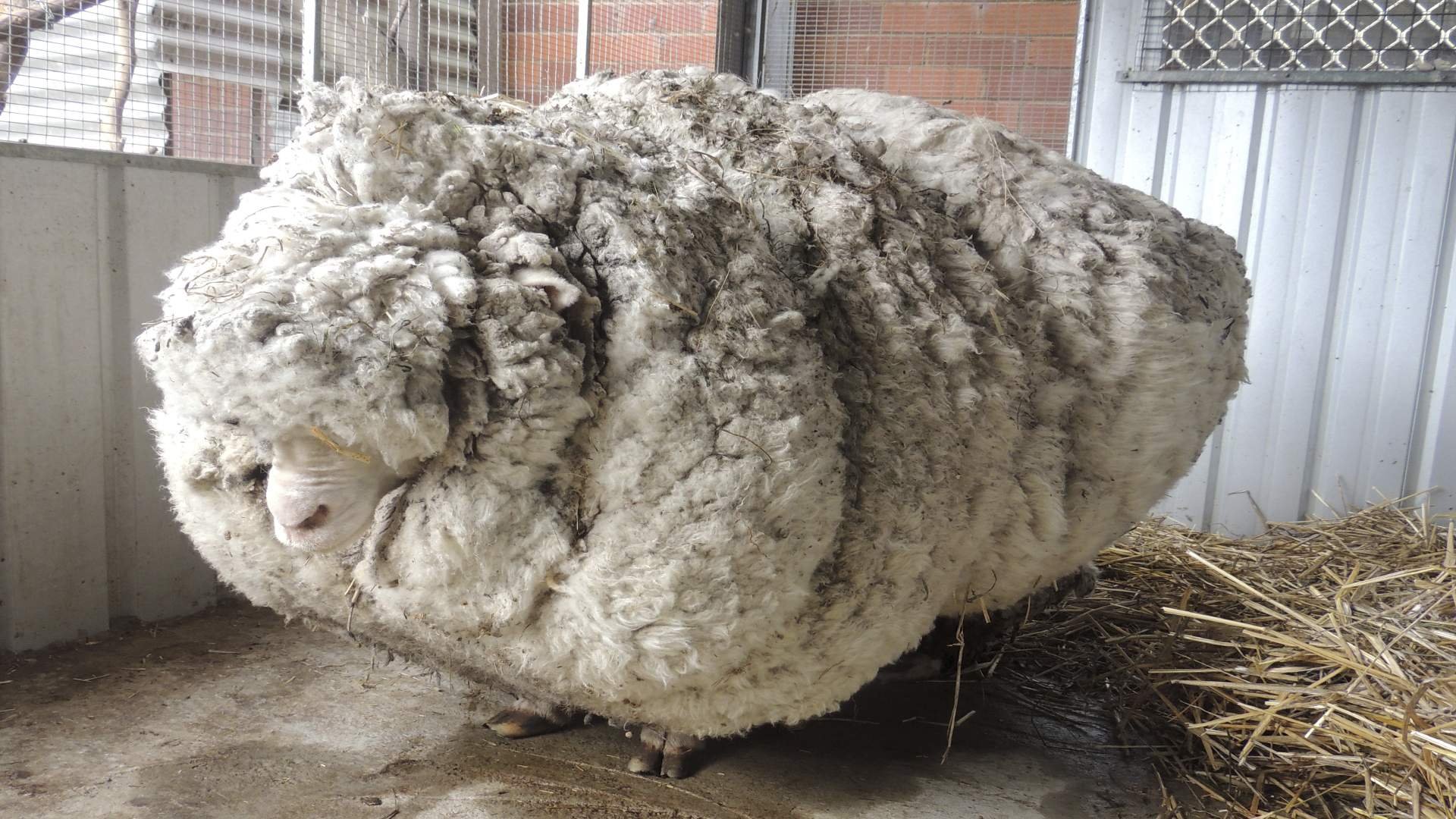Цвет шерсти овец. Жирный баран. Овечка мохнатая. Подстриженный баран. Баран с которого состригли 40 кг шерсти.