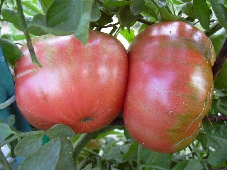 Сорта крупных розовых. Томат f1 розовый гигант. Томат розовый гигант куст. Томат томат розовый гигант. Семена томат розовый гигант.