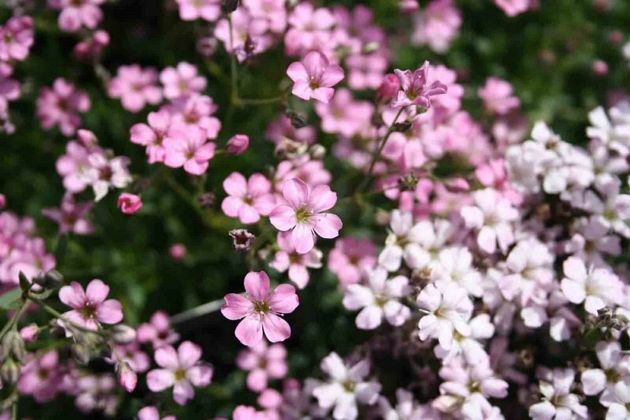 7 яркие цветов, которые стоит посадить в открытый грунт в мае