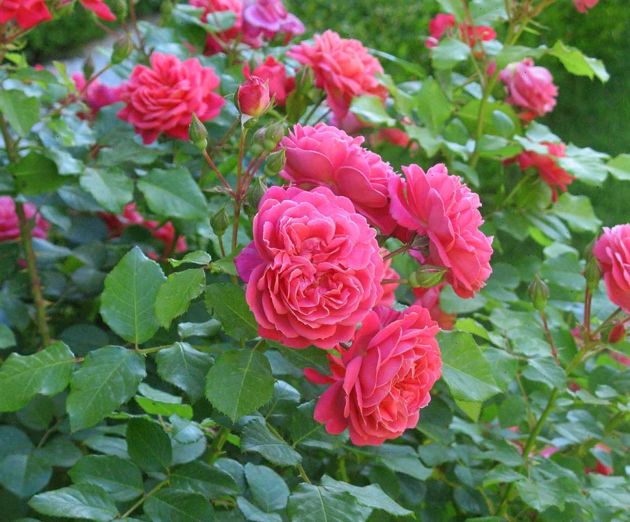 Эффективная подкормка для роз, после которой они шикарно цветут весь сезон