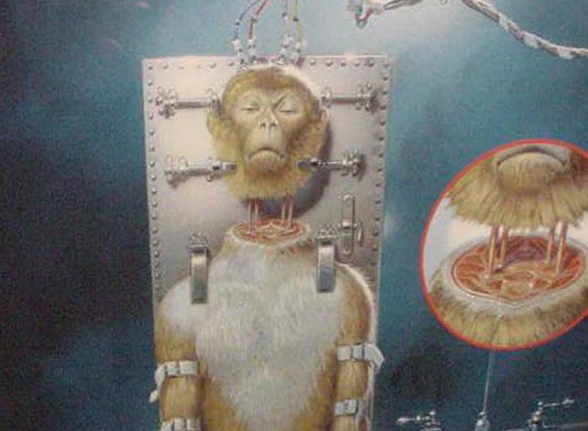 Едят мозги обезьяны. Трансплантация головы обезьяны. Пересадка головы обезьяны 1970. Поедание мозга живой обезьяны.