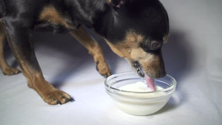 Можно кормить щенка молоком. Собака пьет молоко. Щенок лакает молоко. Маленькая собачка и молоко.