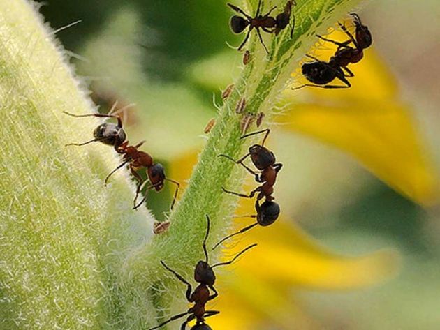 Эффективный способ борьбы с корневой тлей, которая привлекает муравьев в теплицы и губит растения
