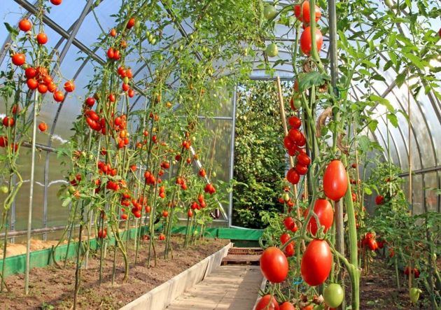Как правильно подкармливать томаты, чтобы получить большой урожай?