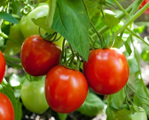 Чем нельзя удобрять помидоры, а то можете остаться вовсе без урожая