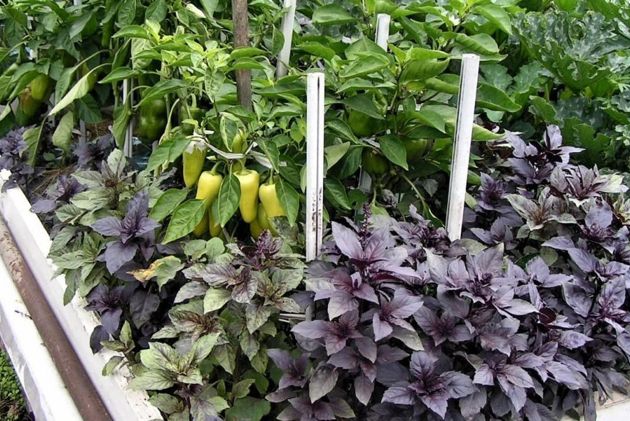 Идеальные соседи для перца: какие растения можно смело высаживать рядом и не переживать за будущий урожай