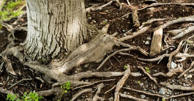 5 признаков потенциально опасных деревьев на дачном участке