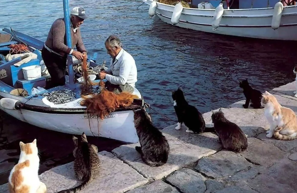 Костя шаланды полные кефали. Кот с рыбой. Кот Рыбак. Коты на рыбалке. Кот ловит рыбу.