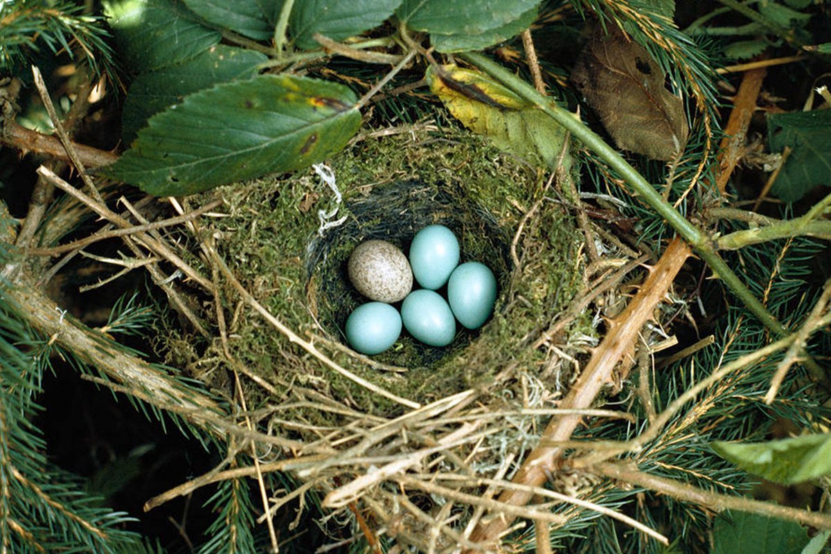 Какой гнезде в жизни. Гнездо Лесной завирушки. Гнездо шпорцевой кукушки. Яйца Лесной завирушки. Кукушка обыкновенная яйца.