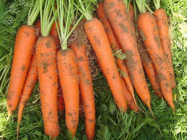 Подкормка моркови в июне-июле для крупных и сладких корнеплодов