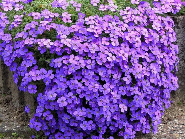7 невероятно красивых цветов, которые можно посеять в грунт в июле