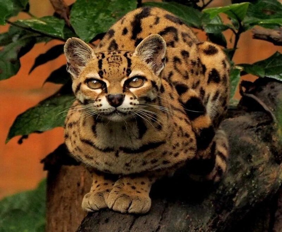 Маргаи кошки. Леопард онцилла. Длиннохвостая кошка Маргай. Оцелот, онцилла, Маргай. Оцелот Южная Америка.