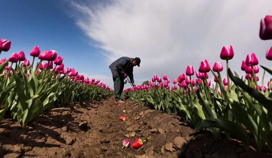 Высадка тюльпанов весной. Посадка тюльпанов. Сажаем тюльпаны. Вырастить тюльпаны. Посадка тюльпанов весной.