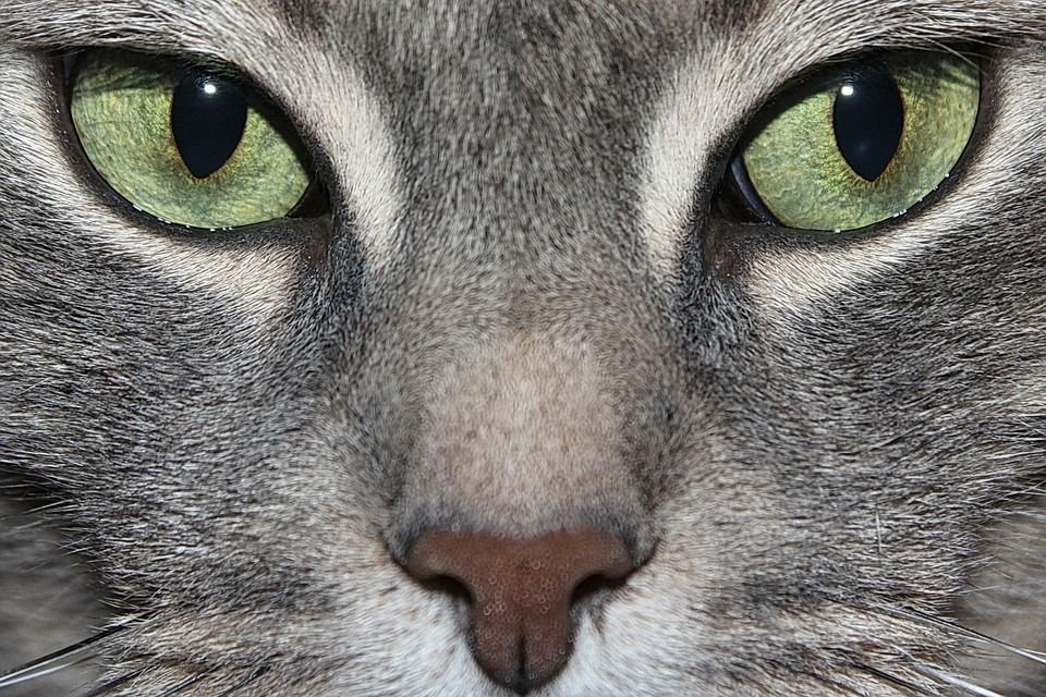 Кошачий. Глаза кошки. Кошачий глаз. Зрачок кошки. Красивые кошачьи глаза.