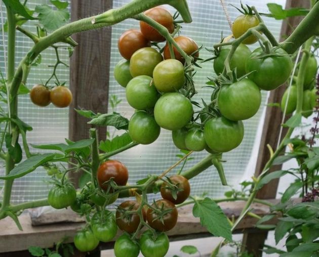 Полезная подкормка в период плодоношения томатов, благодаря которой урожай увеличивается в 2 раза