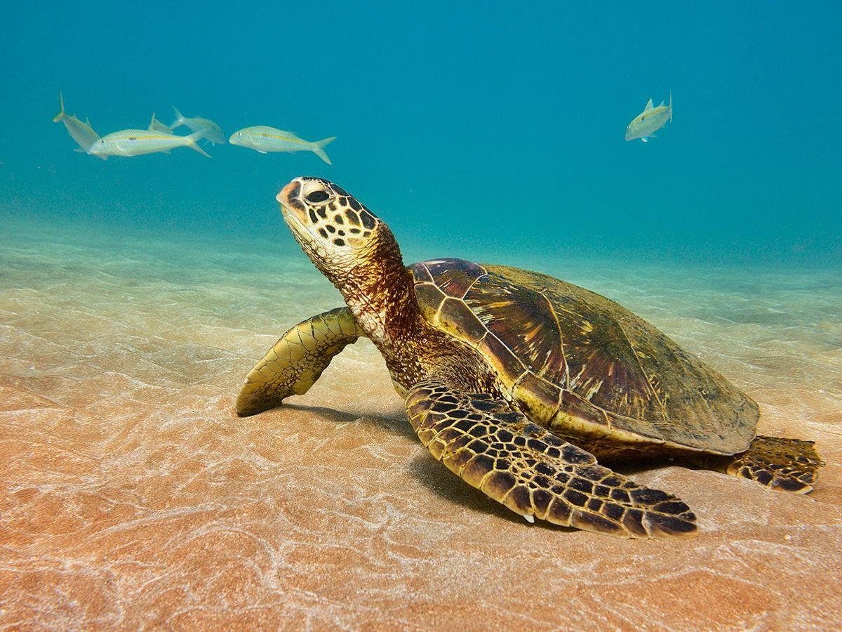 Морские черепахи жизнь. Морские черепахи черепахи. Зеленая морская черепаха. Зеленая суповая черепаха. Тортуга черепаха Тортуга.
