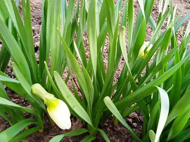 Нарциссы: правильный уход весной из 5 пунктов и цветы непременно одарят роскошным цветением