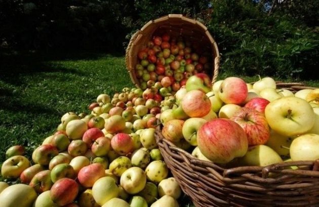 Большой урожай яблок будет следующим летом, если воспользуетесь моими советами