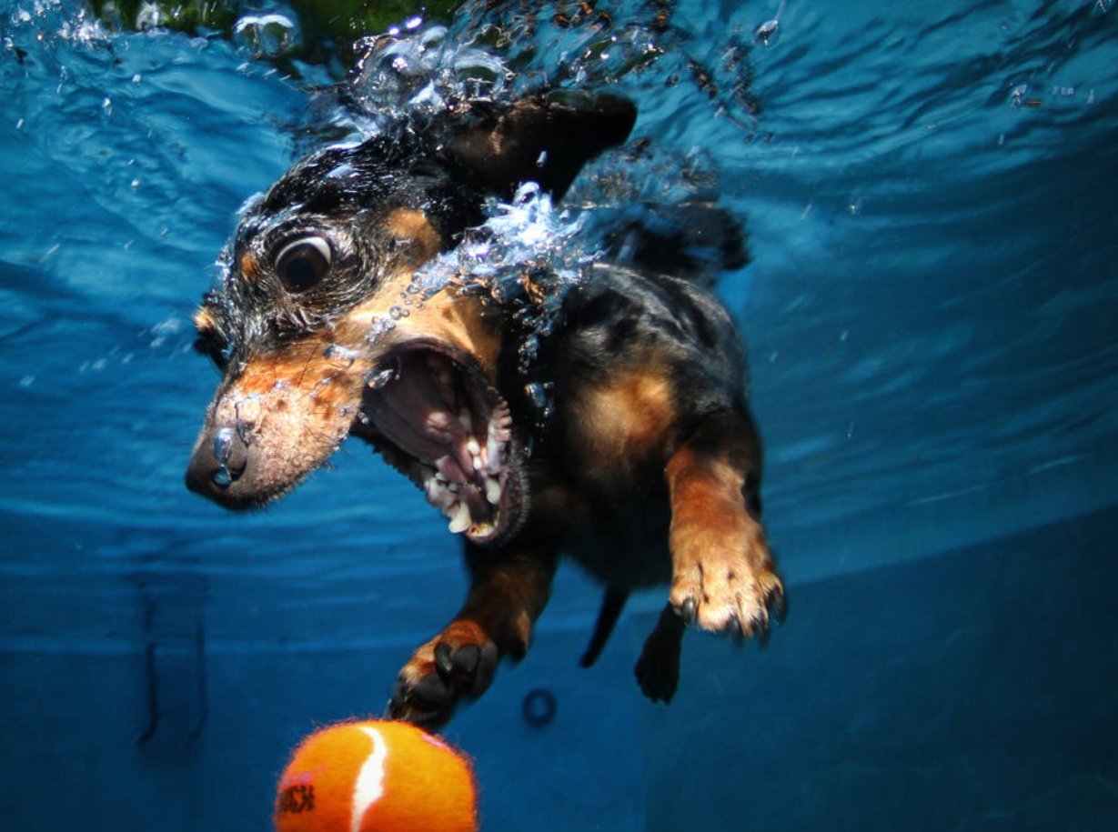 фотографии собак под водой