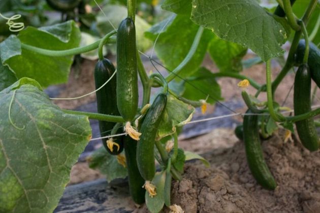 Неприхотливые сорта огурца и томата дадут урожай уже в начале июня
