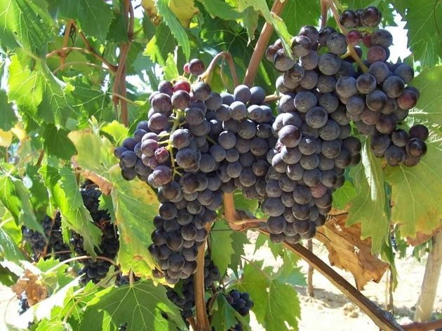 Когда на виноградном кусте остается слишком много побегов, он становится все гуще и соответственно, к побегам поступает меньше света и питательных веществ