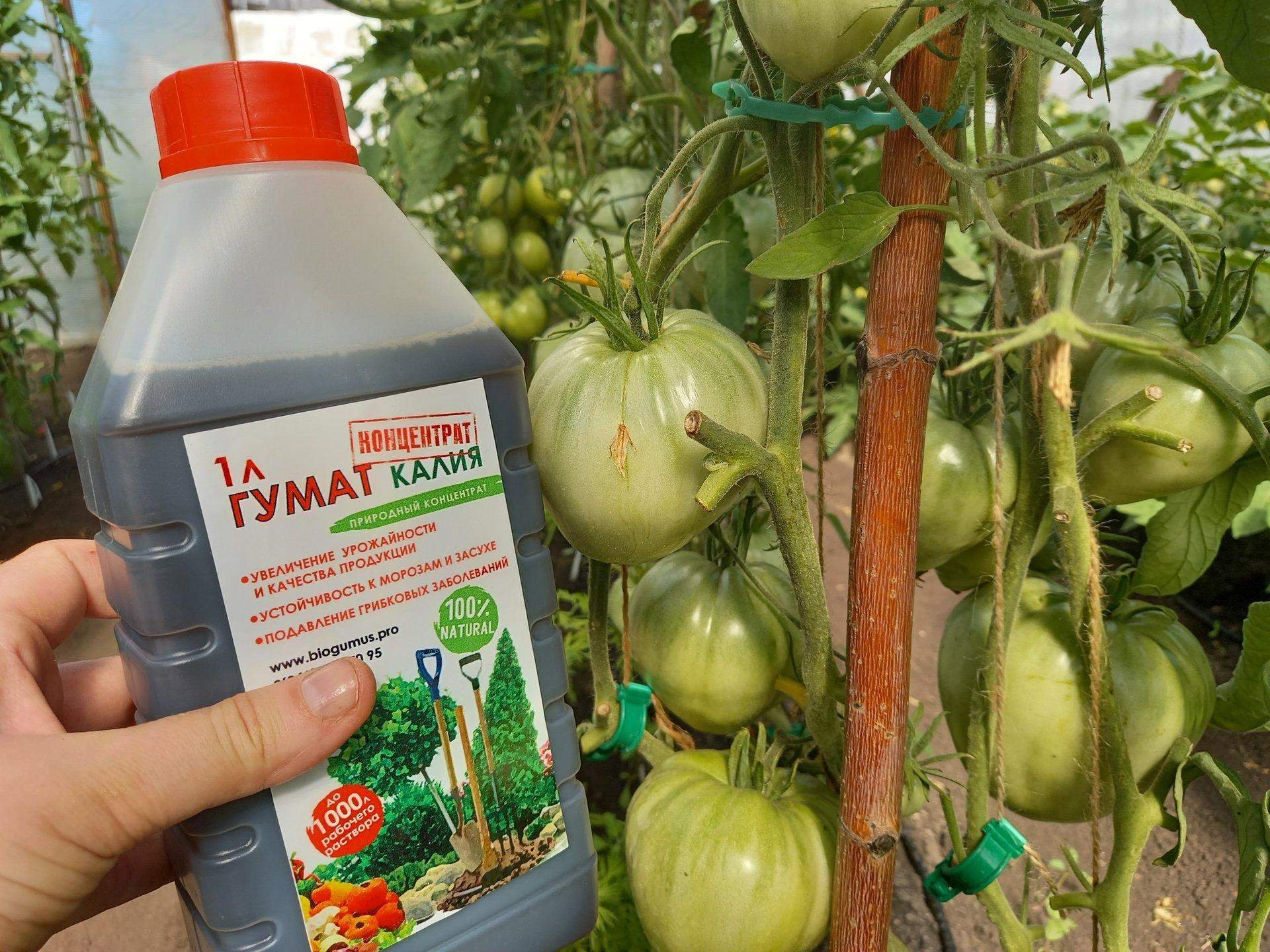 Гумат калия для рассады помидор