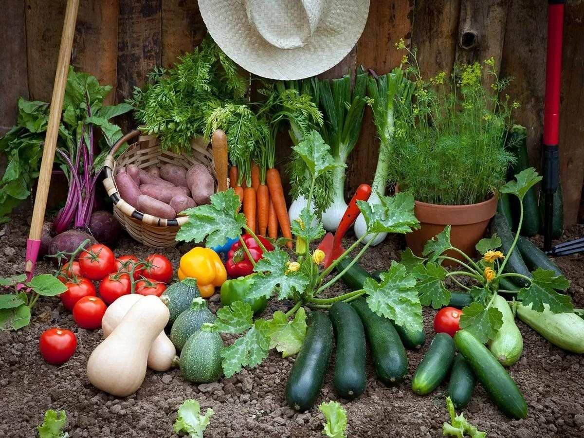 Wordwall vegetables. Овощи на огороде. Сад и огород. Овощные растения. Дача сад огород.