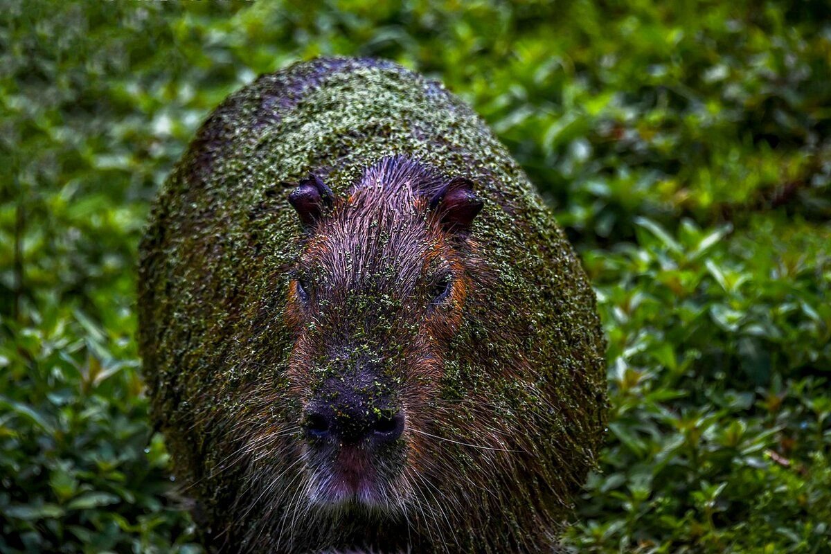 Capybara rock rust фото 113