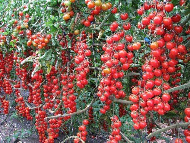 Сорта, гибриды томатов, которые завалят урожаем