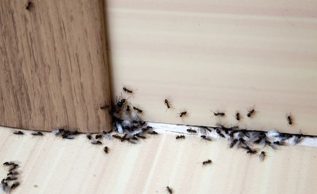 Как эффективно избавиться от муравьев в доме и на участке