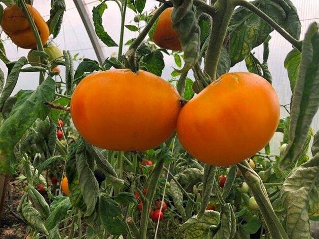 Сорта томатов, от которых огородники в восторге
