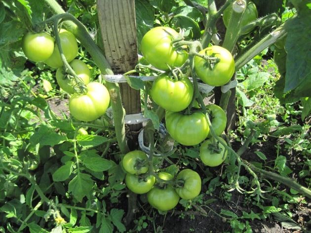 Чем полить томаты, для повышения сахара в плодах и от заражения фитофторой