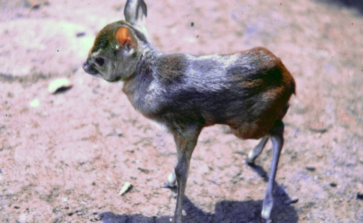 Карликовая антилопа сканворд