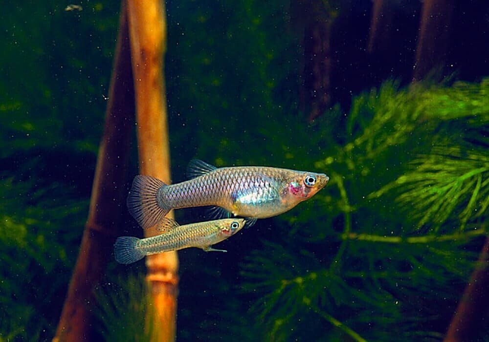 Гамбузия рыбка