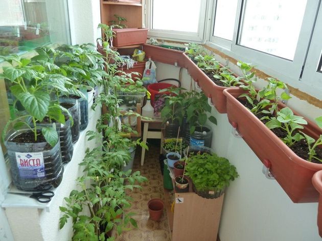 А вы выращиваете мини - огород на балконе летом? Рассказываю, что выращиваю я и каких результатов уже добилась