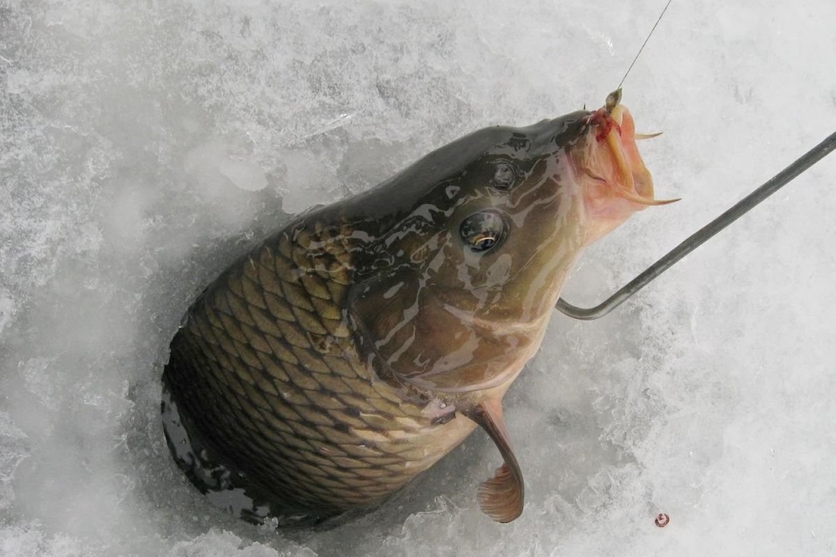 Можно ли ловить рыбу в марте. Карп зимой. Ловля карпа зимой. Зимняя рыбалка на карпа. Рыбалка на карпа зимой.