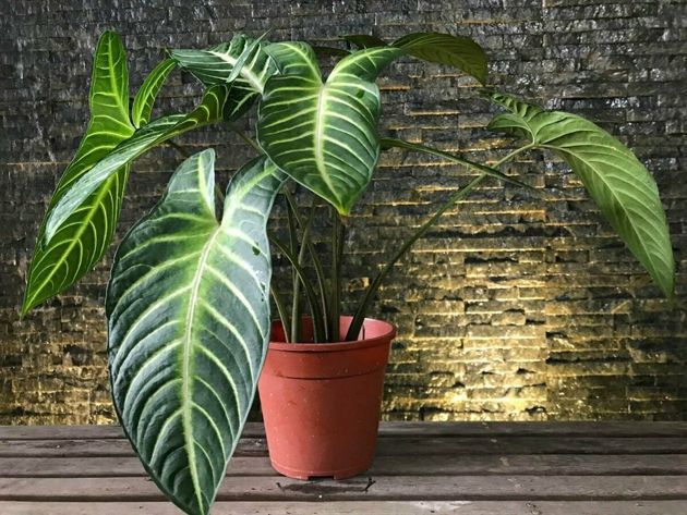 Какие тенелюбивые комнатные растения можно посадить?