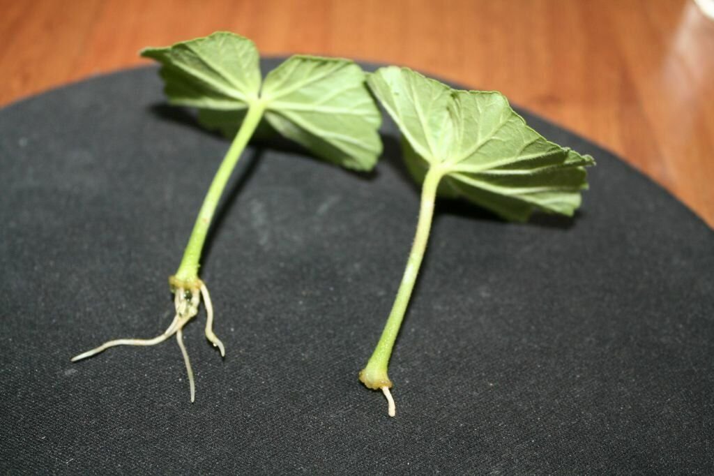 Размножение герани листом