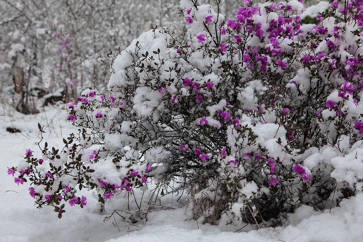 Природа оживает после зимнего сна найди. Багульник Сибирский зимой. Рододендрон Даурский зимой. Рододендрон Даурский белый. Снежный рододендрон куст.