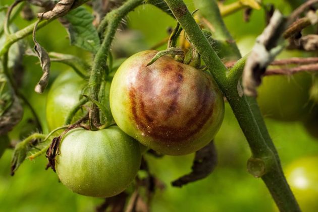 Фитофтора – грибковое заболевание томатов