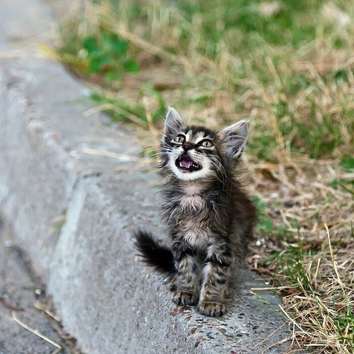 Маленький котенок на улице