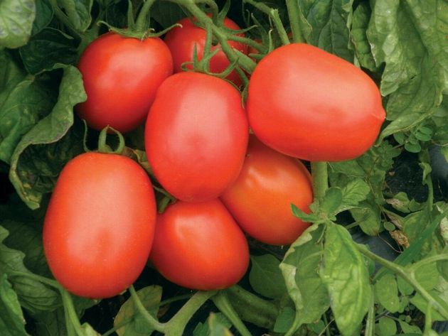 Самые стойкие сорта томатов к условиям выращивания и к заболеваниям по наблюдениям огородников